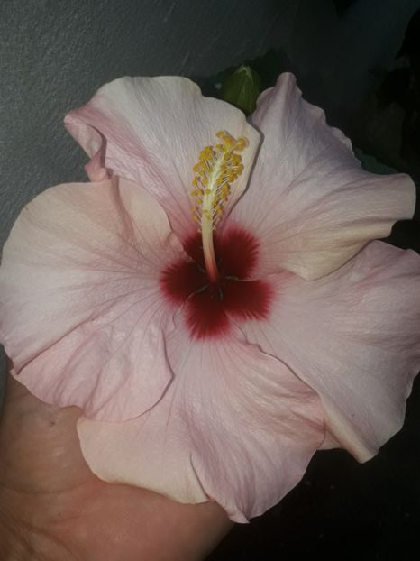  - 7Hibiscus