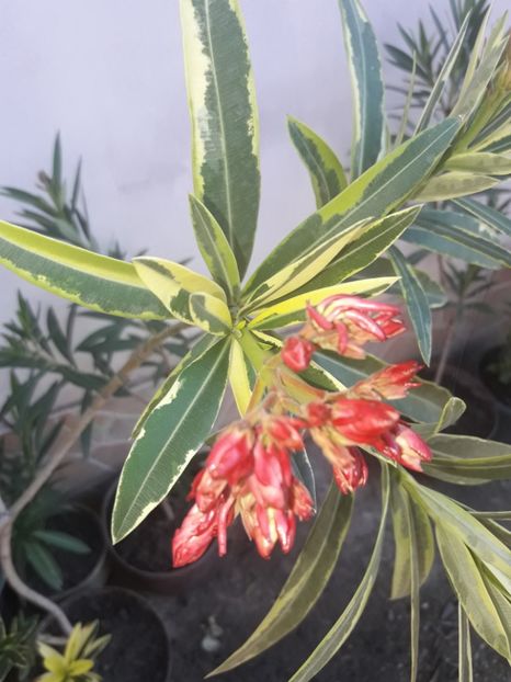  - Leandru variegat Splendens Foleis Variegata