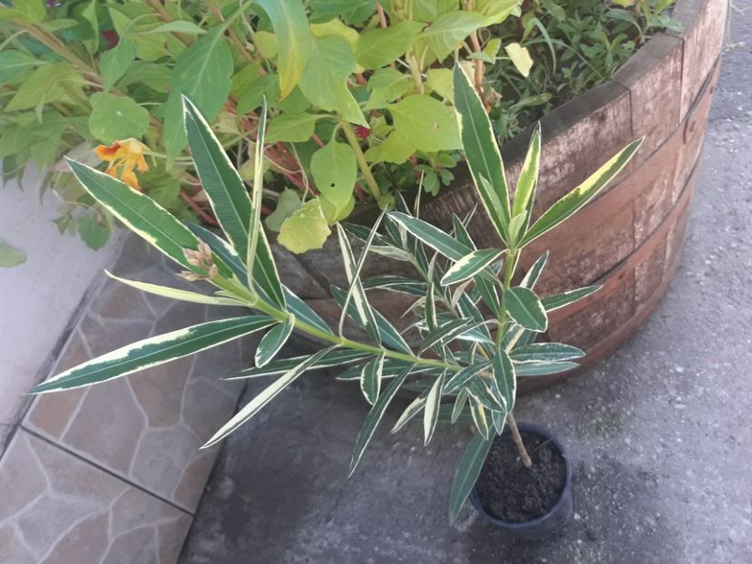  - Leandru variegat Splendens Foleis Variegata