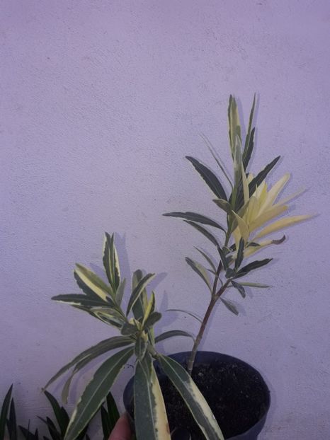  - Leandru variegat Splendens Foleis Variegata