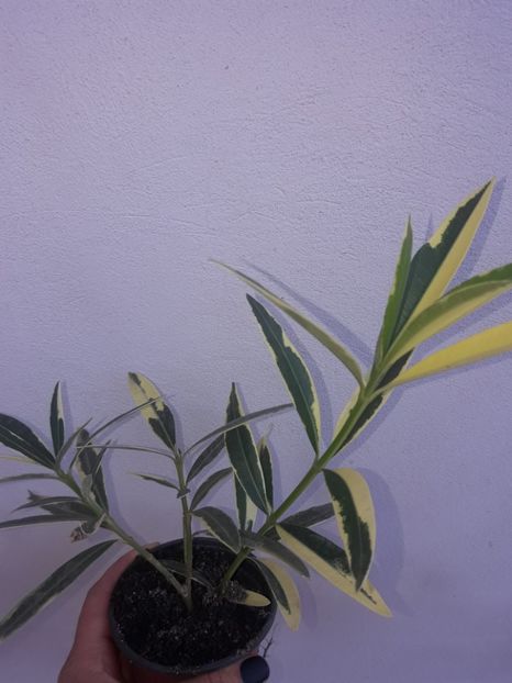  - Leandru variegat Splendens Foleis Variegata