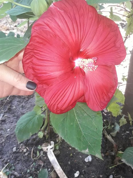  - Hibiscus Moscheutos