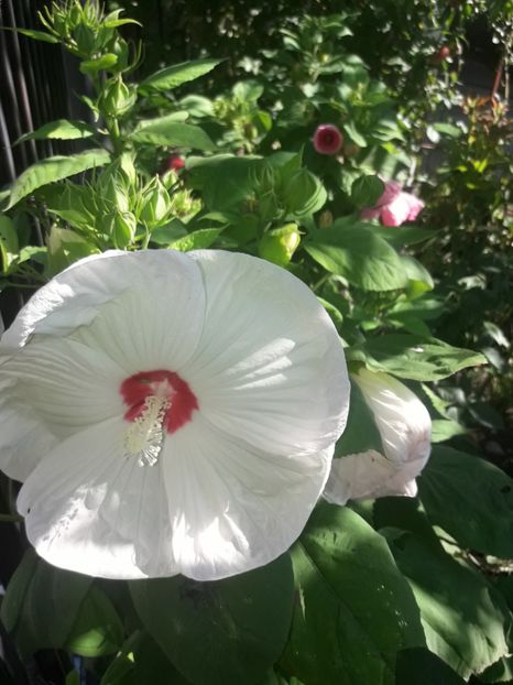  - Hibiscus Moscheutos
