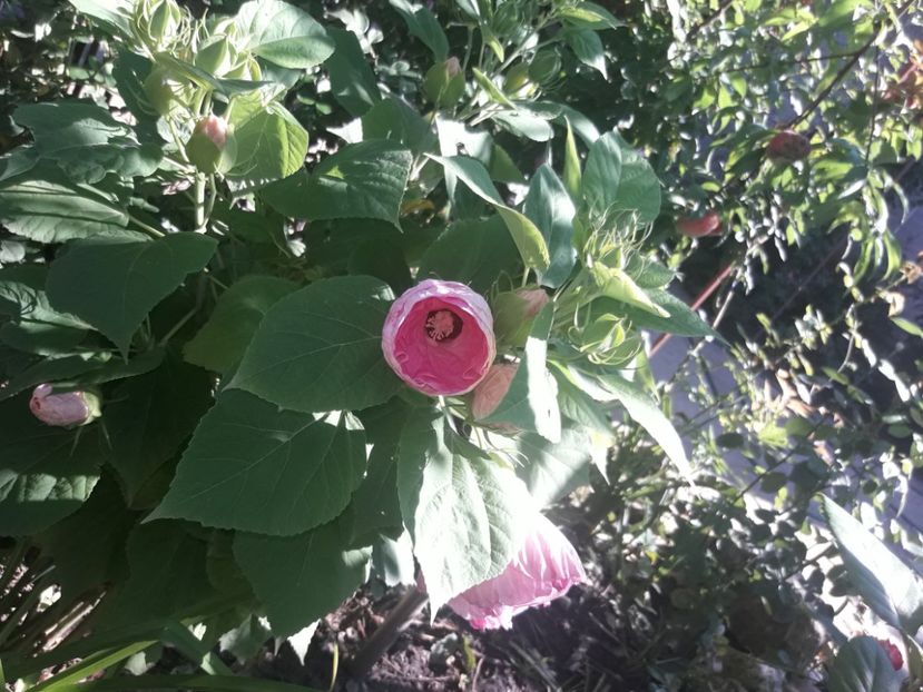  - Hibiscus Moscheutos