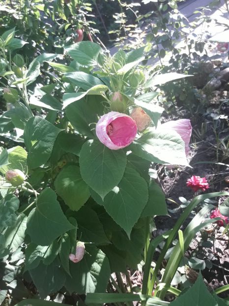  - Hibiscus Moscheutos