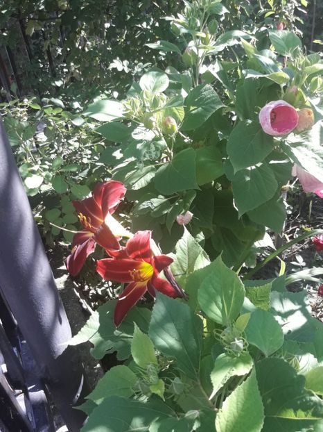  - Hibiscus Moscheutos