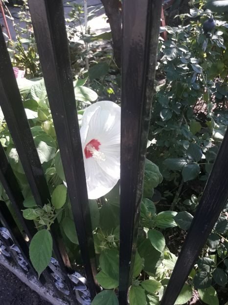  - Hibiscus Moscheutos