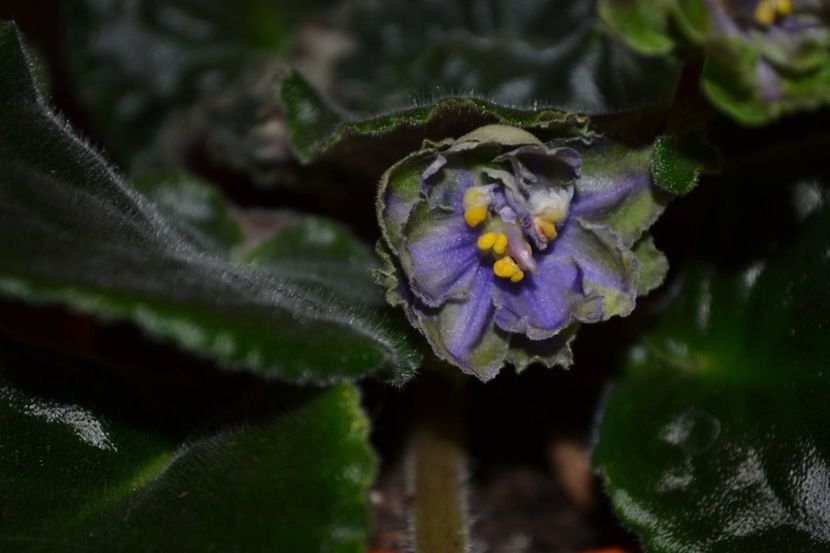 av kuporos - Violete standard