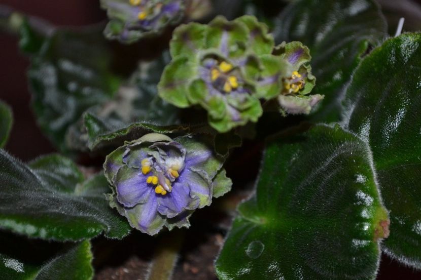 av kuporos - Violete standard