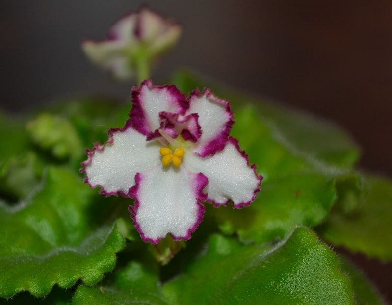 av mimimi - Violete standard