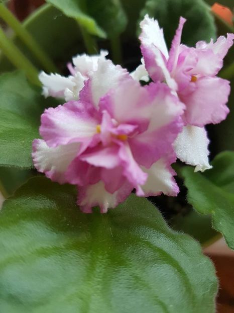 candy swirls - Violete standard