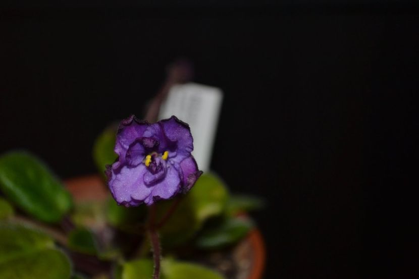 chiffon Fiesta - Violete standard