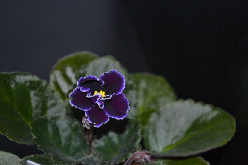 edge of darkness - Violete standard