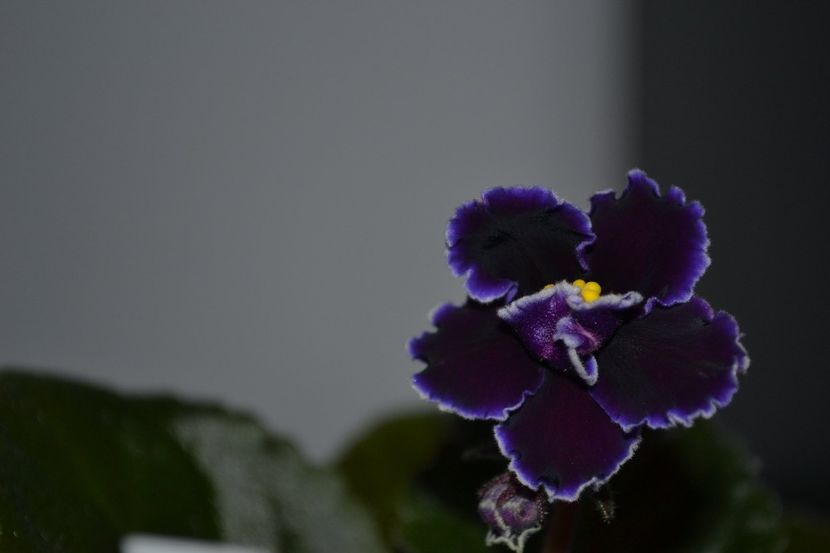 edge of darkness - Violete standard