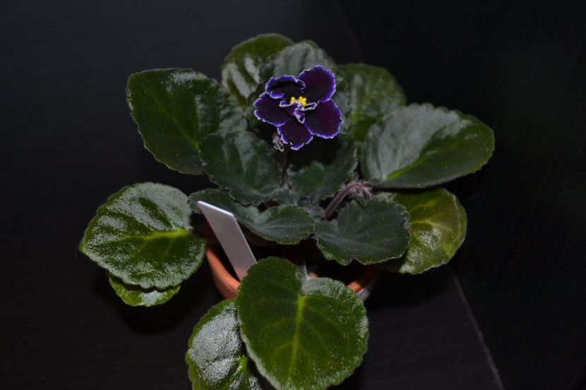 edge of darkness - Violete standard