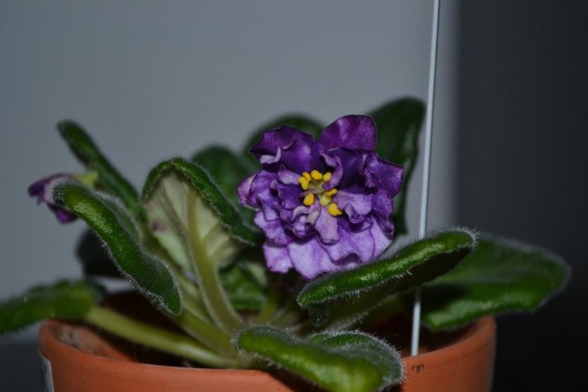 ek black pearl - Violete standard