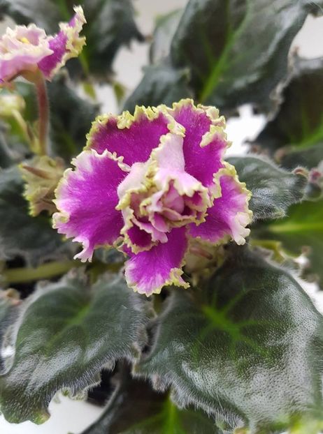 esmeralda - Violete standard