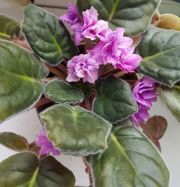 festival on ice - Violete standard