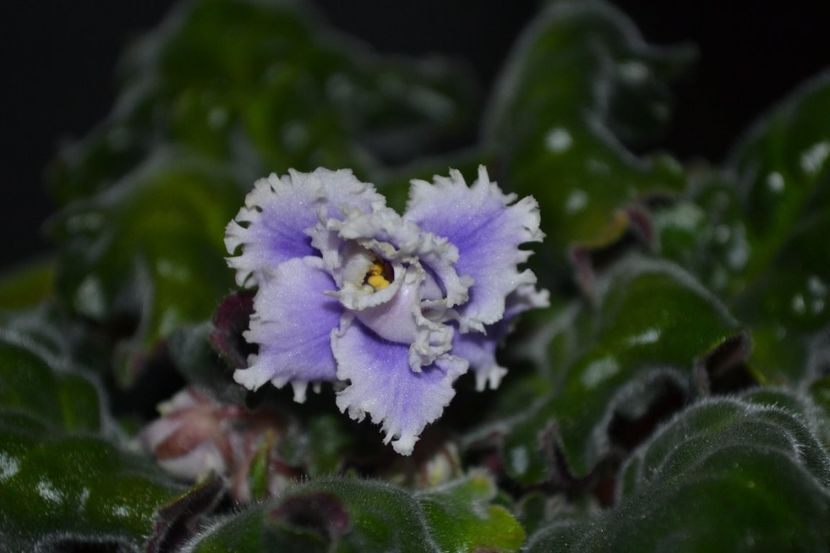 light melancoly - Violete standard