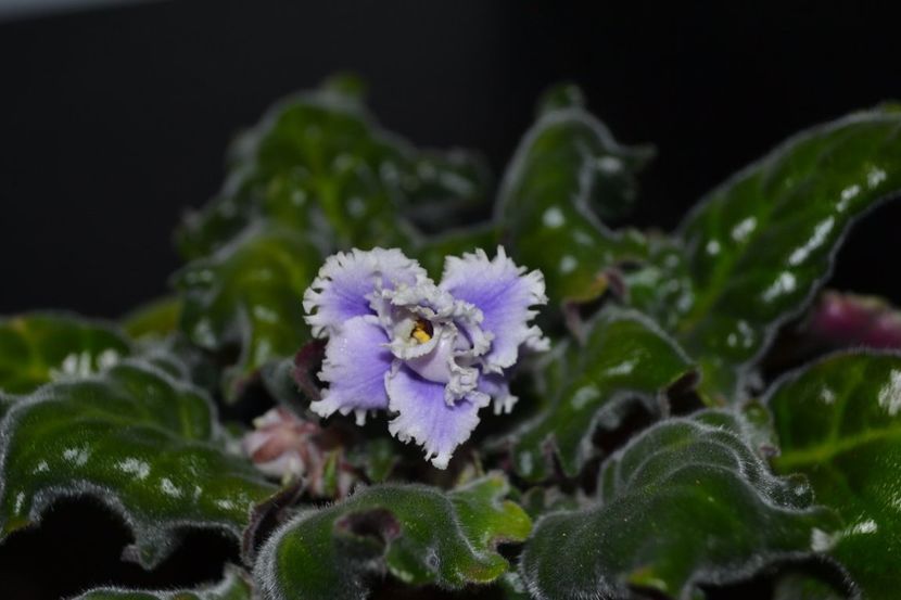 light melancoly - Violete standard