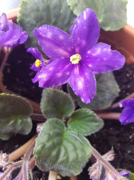 love spots - Violete standard