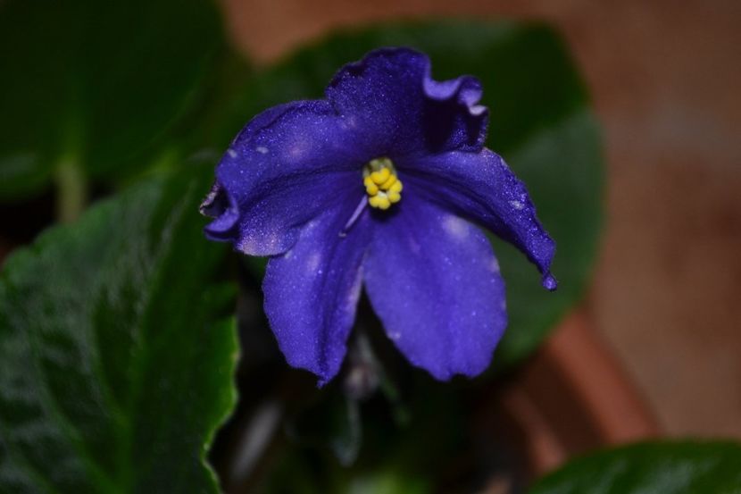 love spots - Violete standard