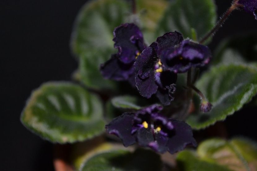 mac s basic black with pearls - Violete standard