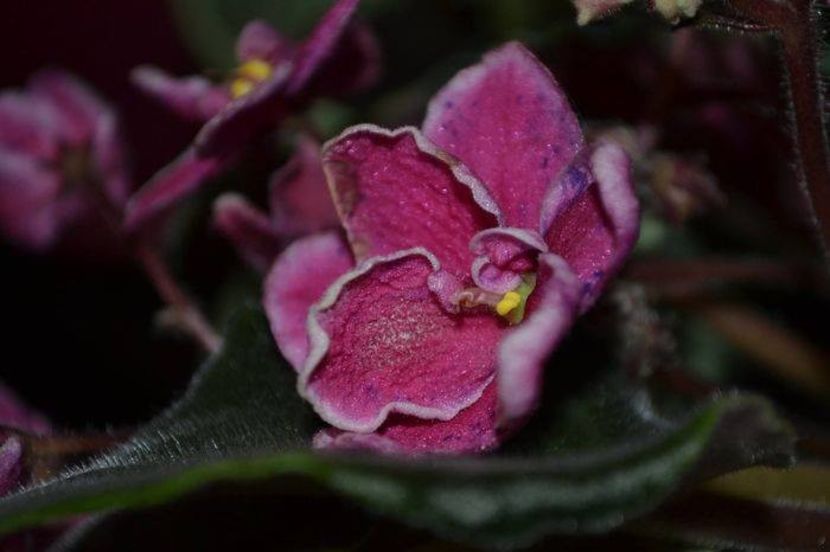 mac s carnival clown - Violete standard