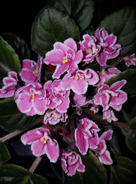 mac s carnival clown - Violete standard