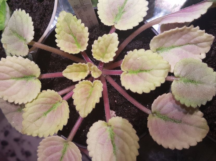 mac scorching sun - Violete standard