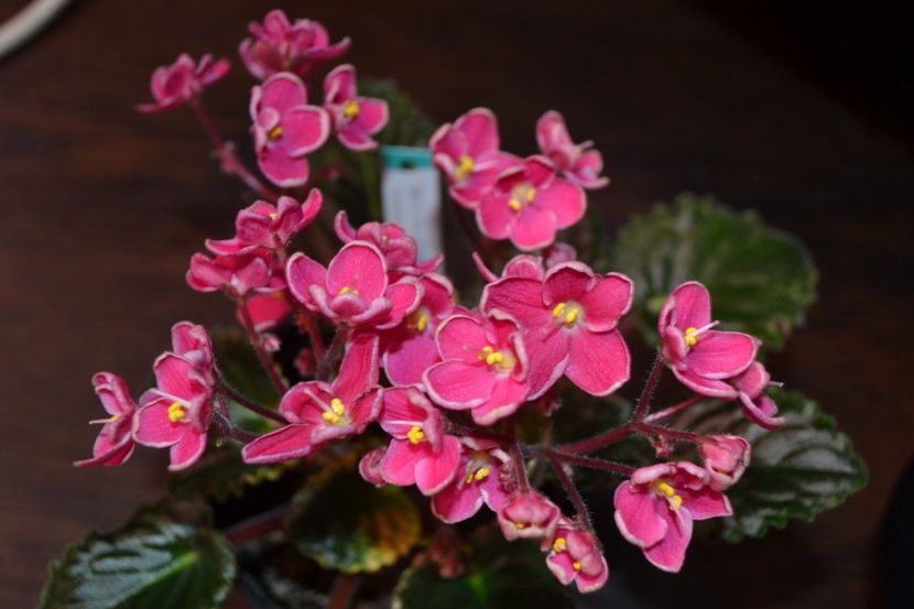 mac scorching sun - Violete standard