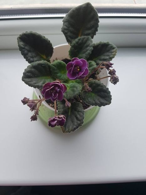 mac s nocturne - Violete standard