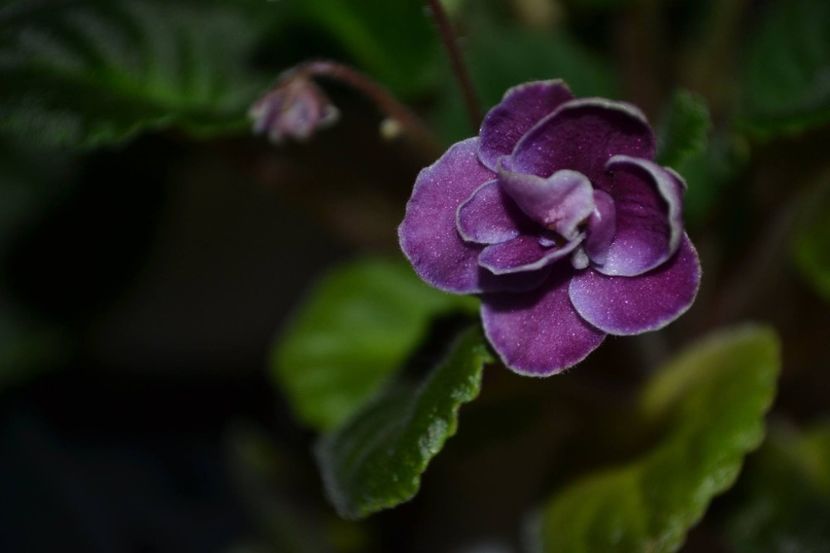 mac s nocturne - Violete standard