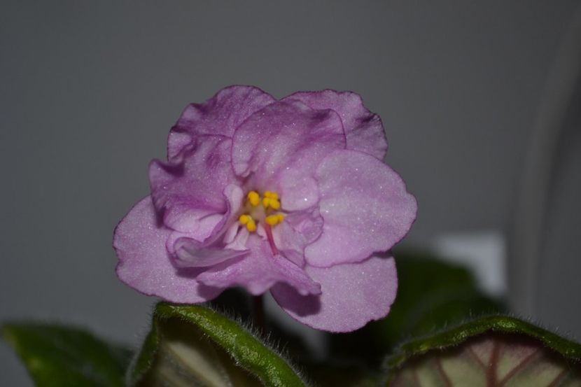 ma s wedding day - Violete standard