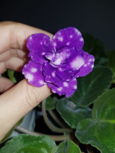 music maker - Violete standard