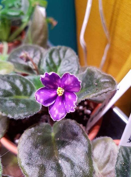 neon fireflies - Violete standard