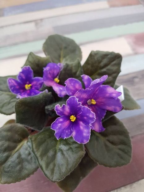 neon fireflies - Violete standard