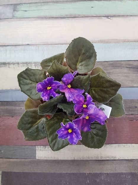 neon fireflies - Violete standard