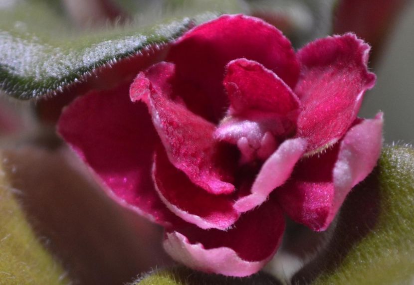 ness antique red - Violete standard