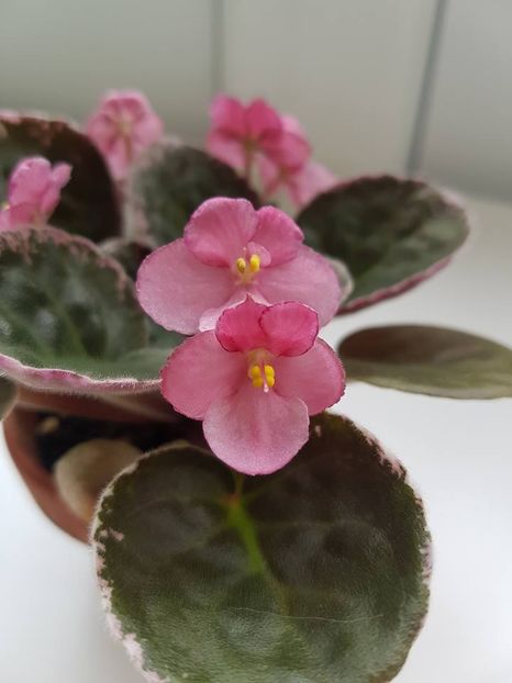 playfull kisses - Violete standard