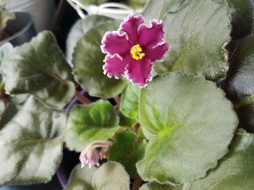 pt magda - Violete standard