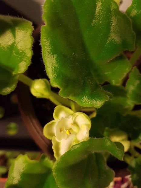 rainbow s limelight - Violete standard