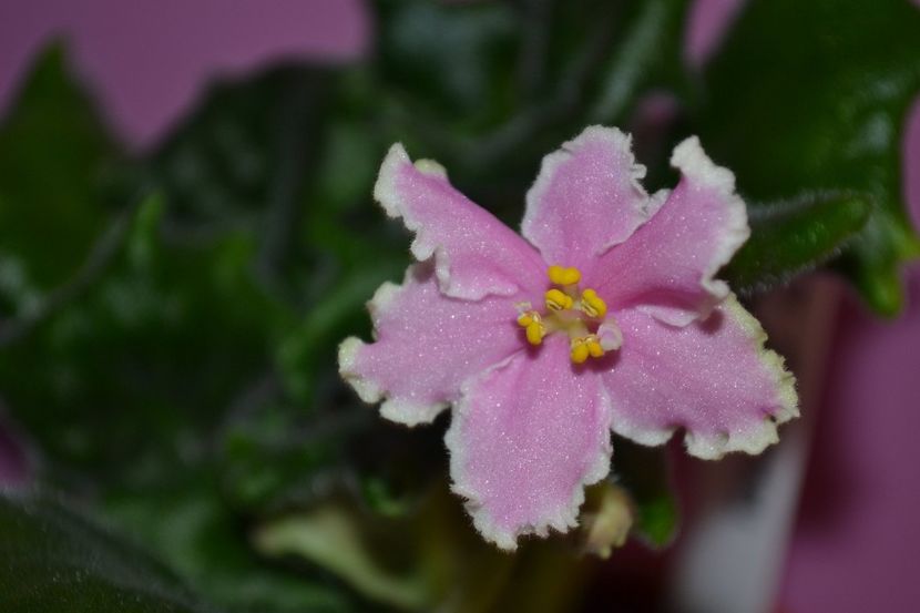 rs marja iskusnica - Violete standard