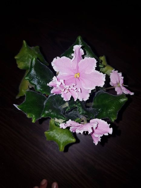 rs marja iskusnica - Violete standard