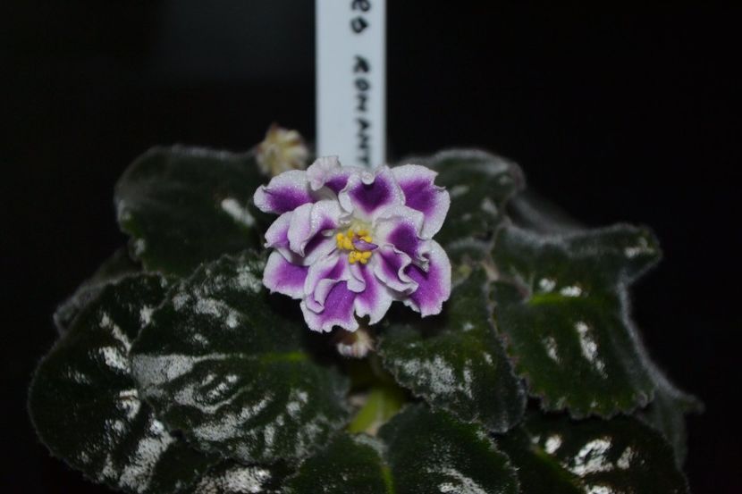 rs romantika - Violete standard