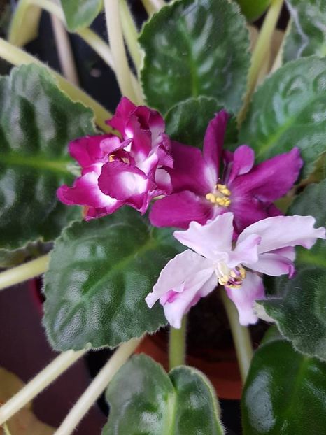 rs strast - Violete standard