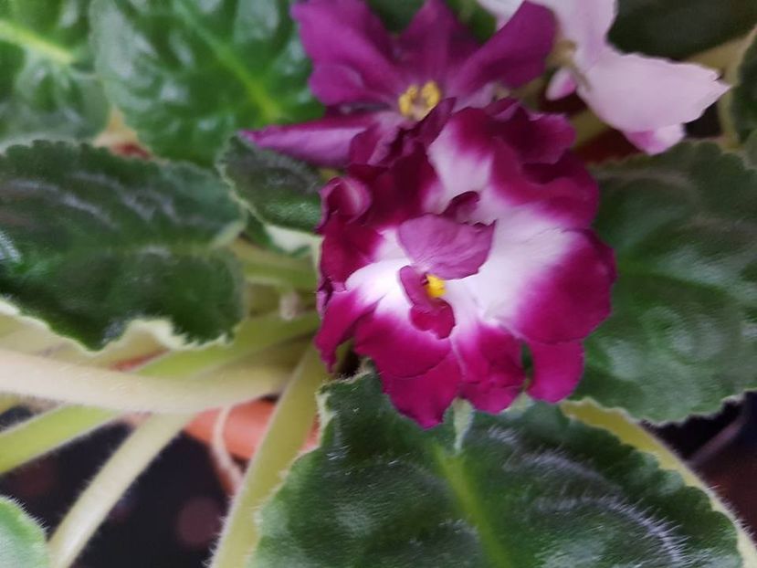 rs strast - Violete standard