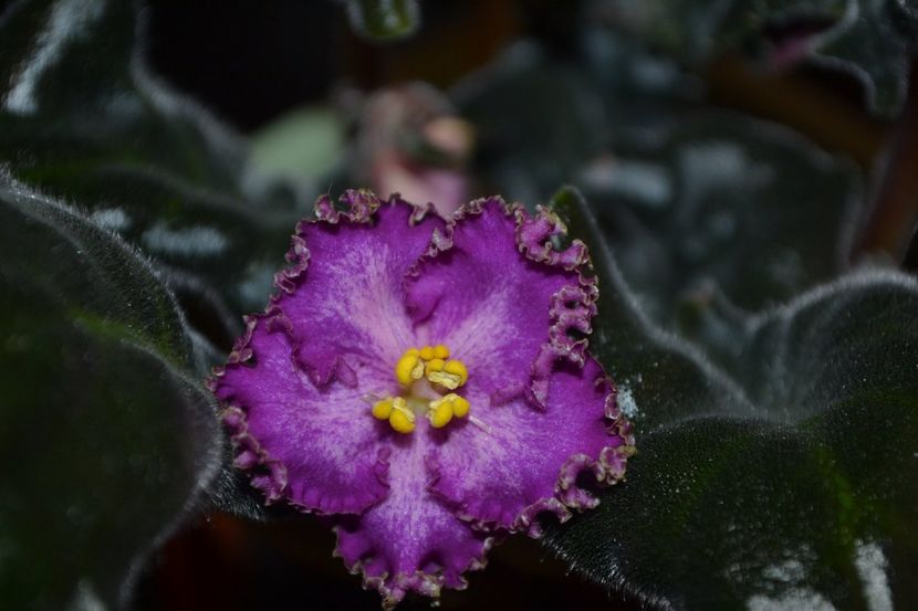 rs tropicanka - Violete standard