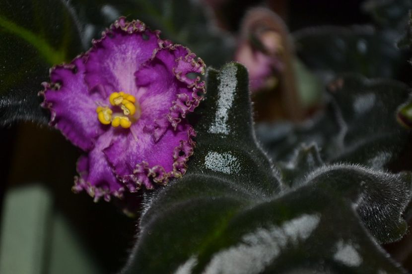 rs tropicanka - Violete standard