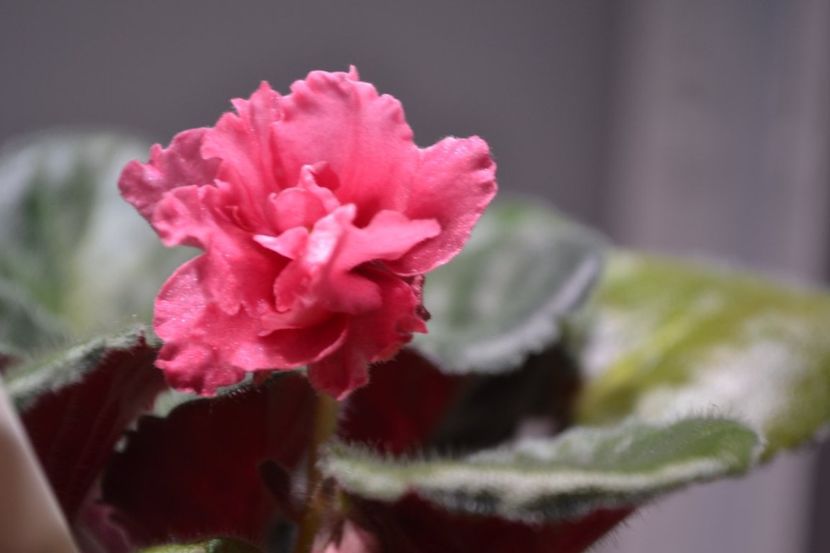 strawberry kiss - Violete standard